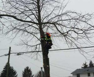 In Tree working