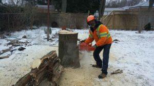 Cutting up tree stump
