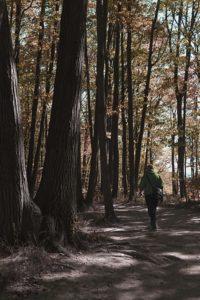 rattlesnake point great places fall leaves