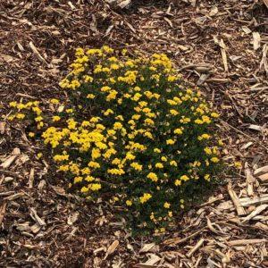 Brockley tree service-flower mulch-body image