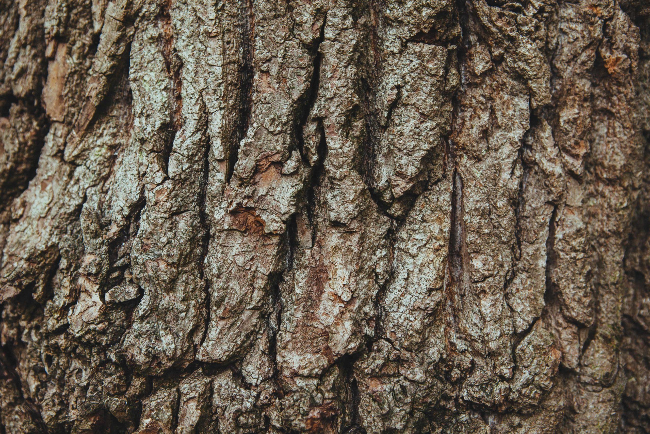 Brockley-tree-service-tree-bark-body-image