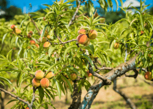 Brockley Tree Peach Tree