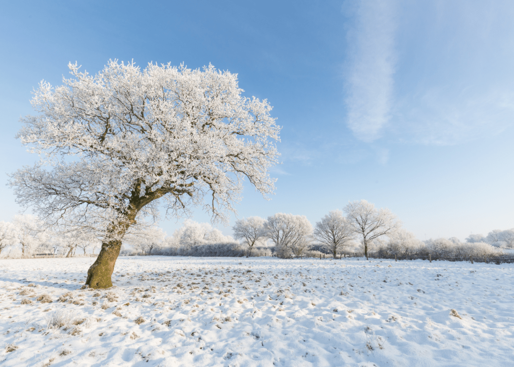 What do Trees Do in the Winter?