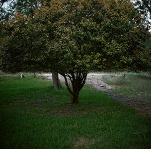 Brockley Tree Trimming