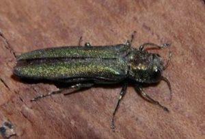 tree bugs Emerald Ash Borer