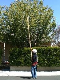 tree trimming by a pro