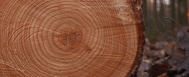 1,900+ Tree Age Rings Stock Illustrations, Royalty-Free Vector Graphics &  Clip Art - iStock | Tree rings