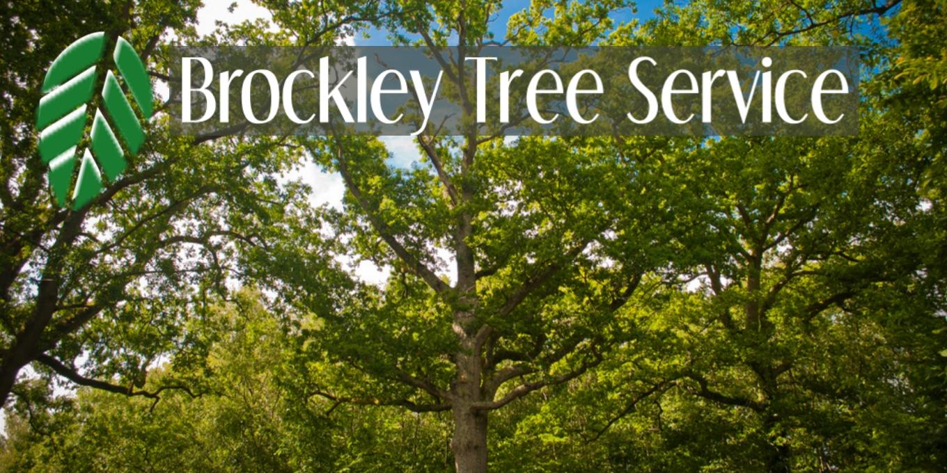 Five Tips For Summer Tree Care Brockley Tree Service