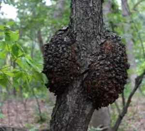 tree bark fungus black knot