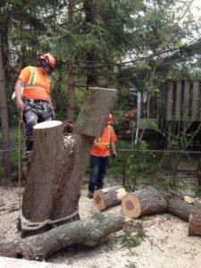 large tree removal