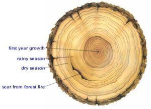 tree age rings environment