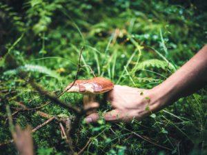 brockley-mushroom-body-image