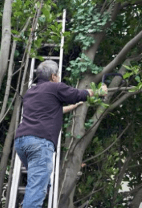 tree ownership tree pruning backyard image brockley tree service