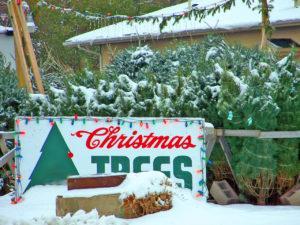 Christmas Tree Lot