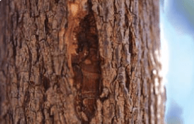 Damage Caused By Emerald Ash Borer