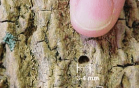 Holes Made By Emerald Ash Borer