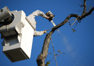 expert arborist