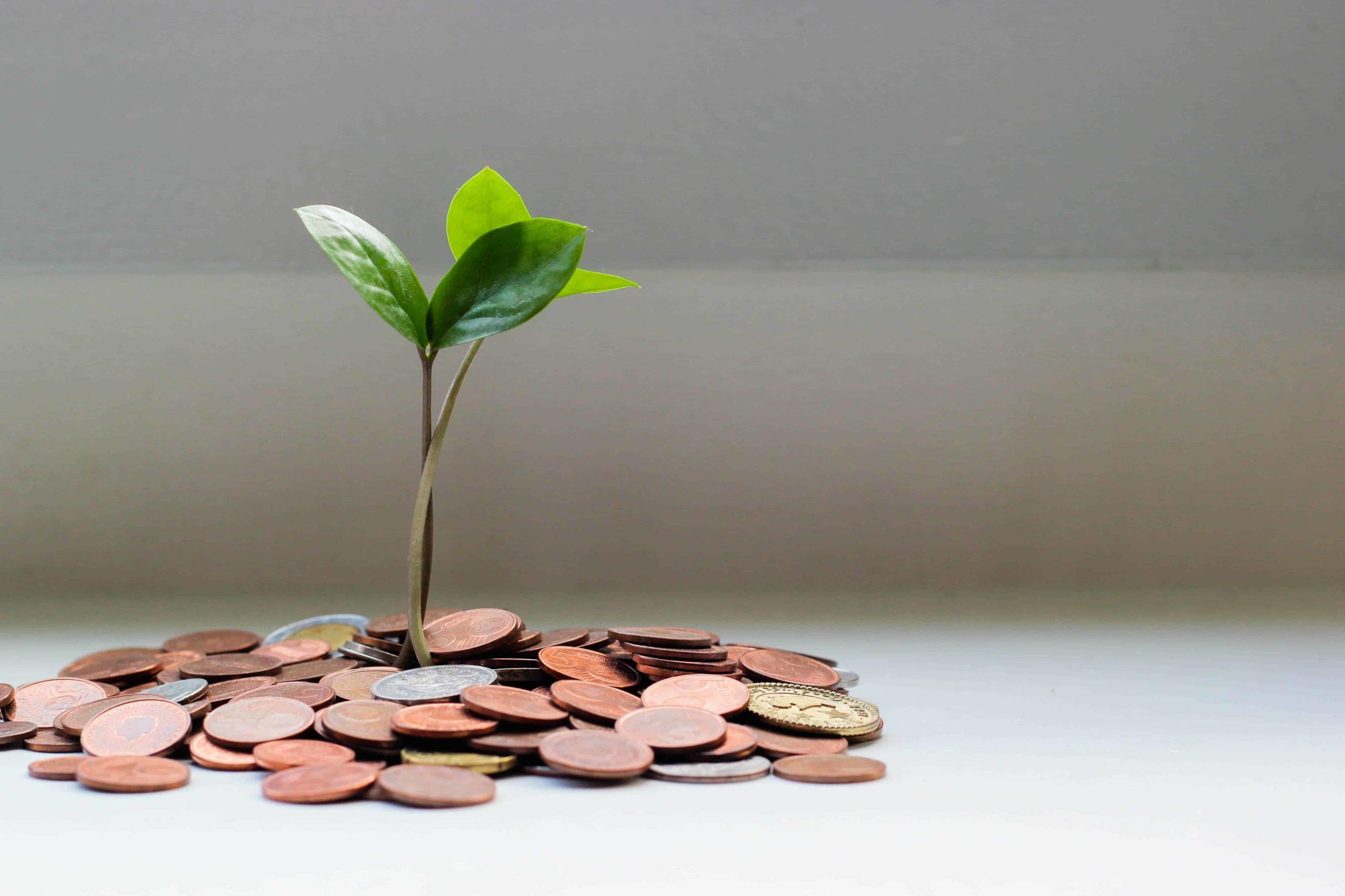 Brockleytree-plant in money-not saving money