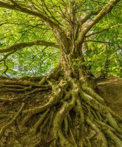 fertilize deep tree roots - brockley tree