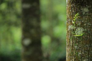 arborists vs tree surgeons tree trunk - brockley tree