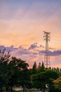 electric distribution - brockley tree