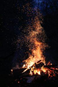 good firewood - brockley tree