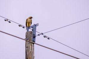 bird on electric pole - brockley tree
