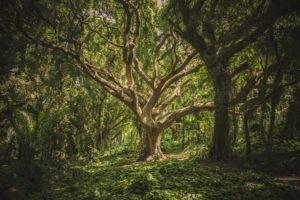 tree in forest with green space - Brockley tree service