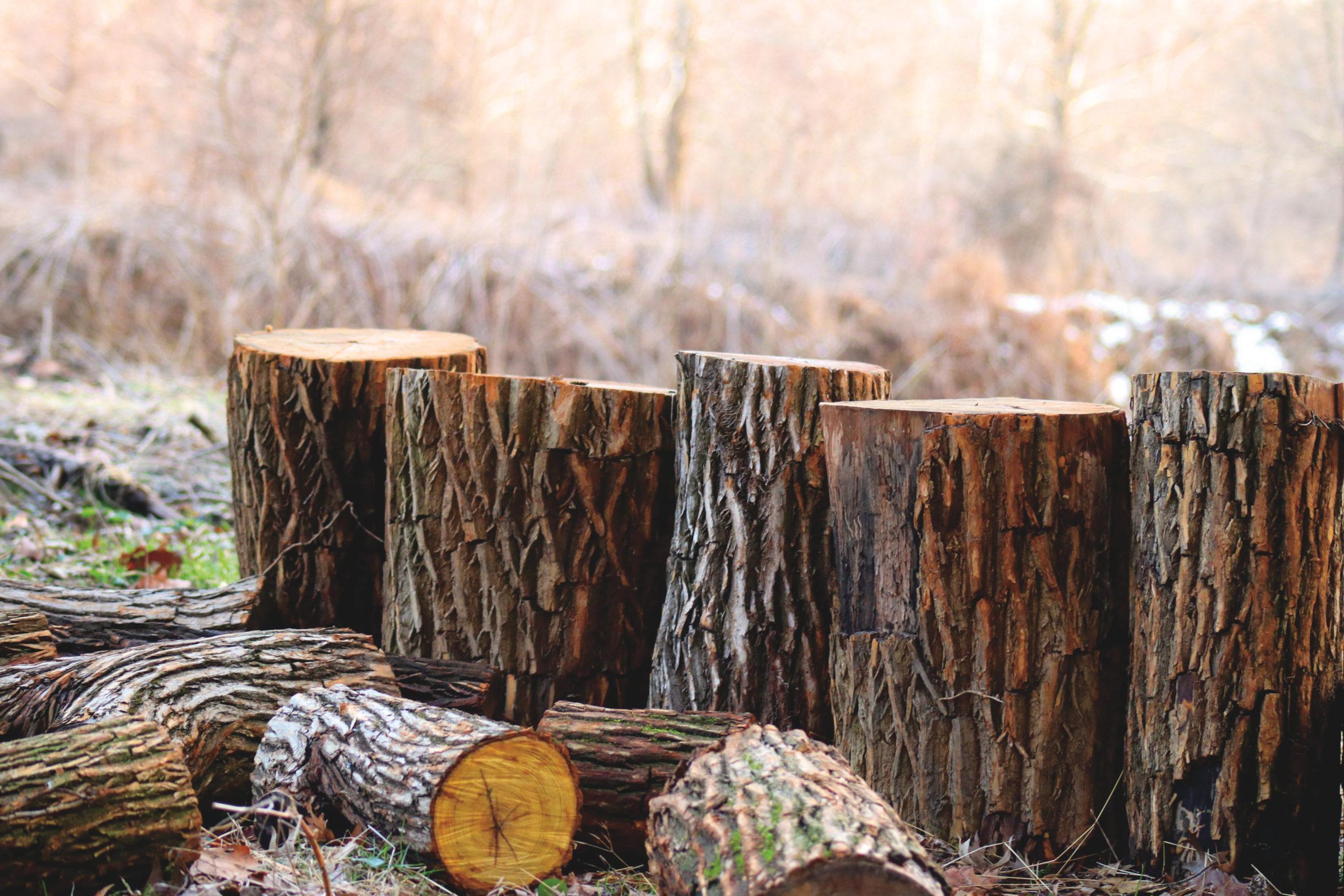 deadwood dead logs - brockley tree