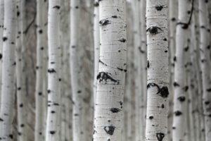 tree bark healing - Brockley Tree