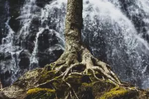 tree roots fertilize - brockley tree