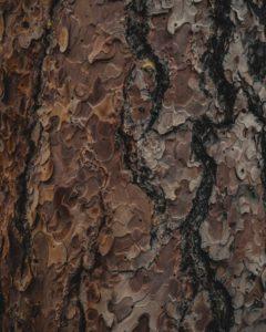 Tree bark damage - Brockley Tree