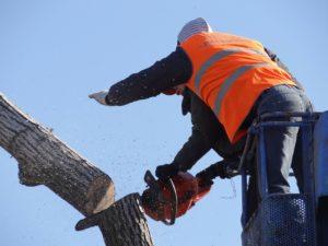cut down a tree equipment