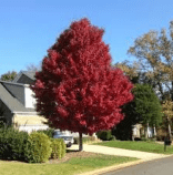 Flowering Trees in Ontario Red Maple