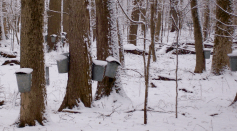 Flowering Trees in Ontario Red Ash Image