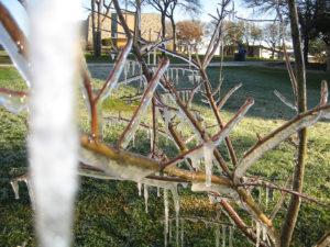 tree icicles