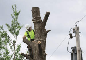 tree removal company