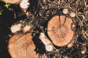 tree stumps