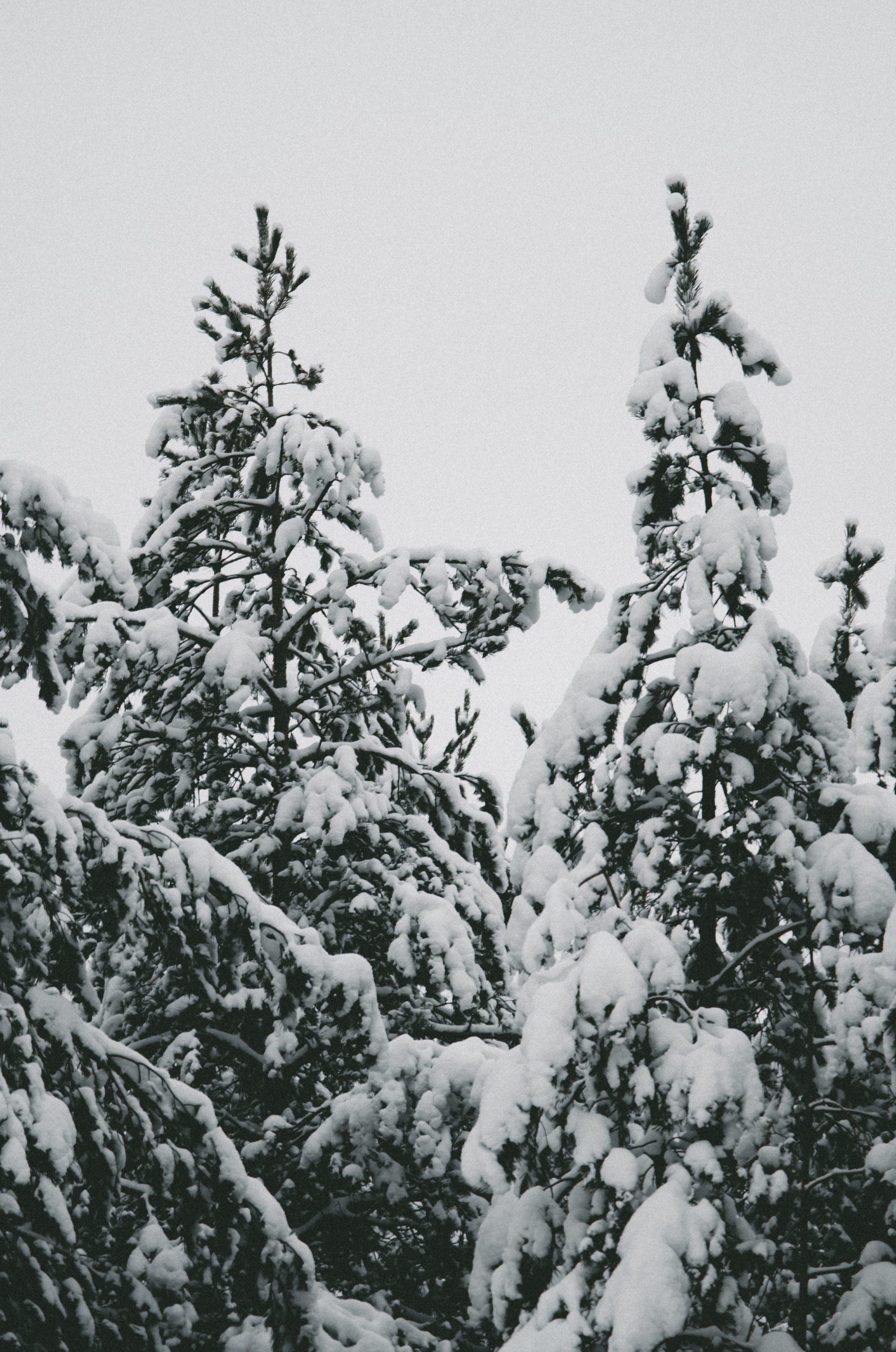 tree winter cold snow