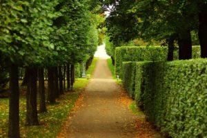 Pathway in autumn