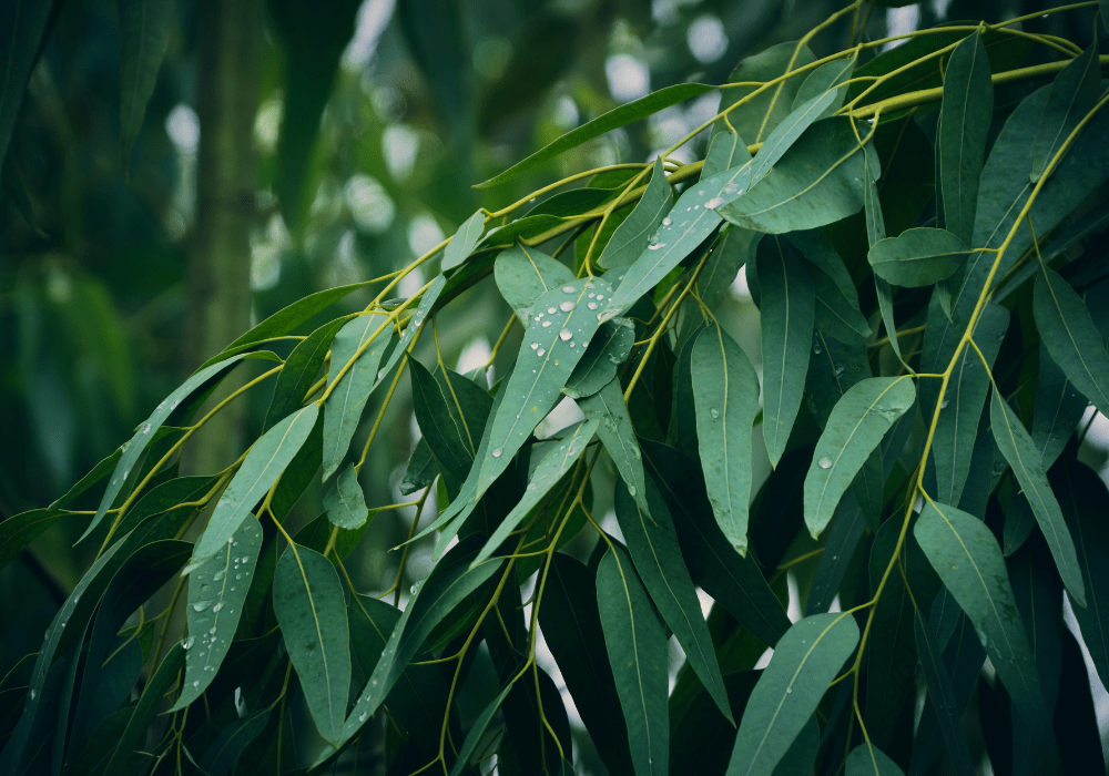 How to Address Tree Root Issues: Common Problems and Solutions ...