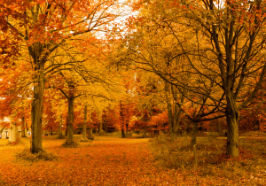 fall tree fertilization