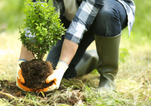 young trees planting a sapling
