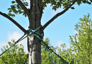 tree bracing
