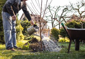 watering trees