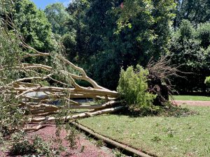 “Leaning storm-damaged tree requiring professional removal”