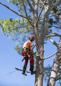 “Certified arborist climbing a tree with harness and safety gear”