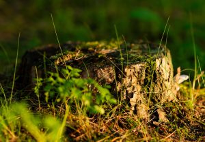 stump before stump grinding