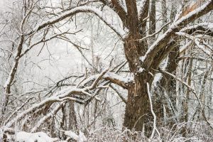 winter can damage trees learn how to protect them